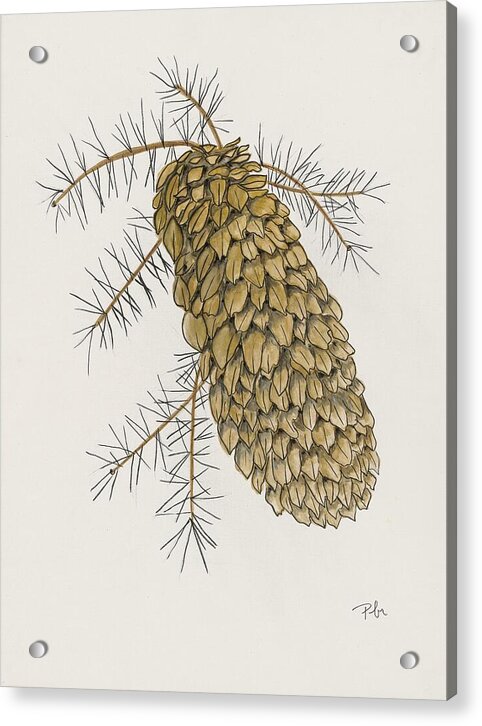 Colorado Pine Cone Fine Art Print - Acrylic Print