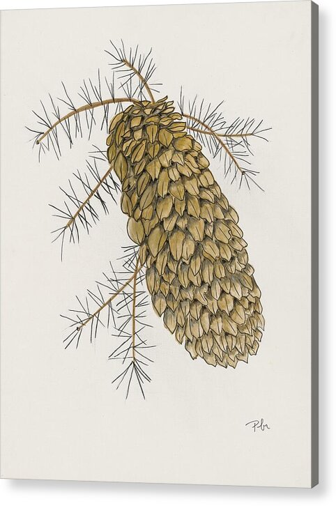 Colorado Pine Cone Fine Art Print - Acrylic Print