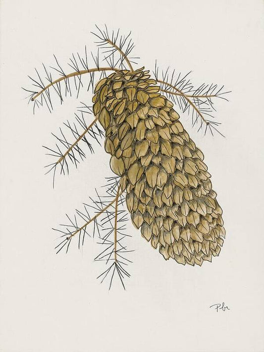 Colorado Pine Cone Fine Art Print - Art Print