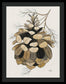 Colorado Fat Pine Cone Fine Art Print - Framed Print