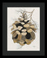 Colorado Fat Pine Cone Fine Art Print - Framed Print