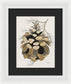 Colorado Fat Pine Cone Fine Art Print - Framed Print