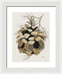 Colorado Fat Pine Cone Fine Art Print - Framed Print