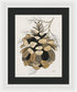 Colorado Fat Pine Cone Fine Art Print - Framed Print