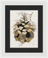 Colorado Fat Pine Cone Fine Art Print - Framed Print