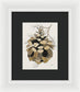 Colorado Fat Pine Cone Fine Art Print - Framed Print