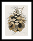 Colorado Fat Pine Cone Fine Art Print - Framed Print