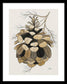 Colorado Fat Pine Cone Fine Art Print - Framed Print