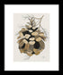 Colorado Fat Pine Cone Fine Art Print - Framed Print